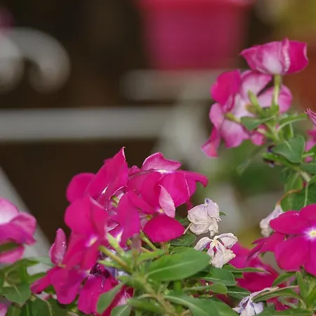 Διαμέρισμα Aristotelis *